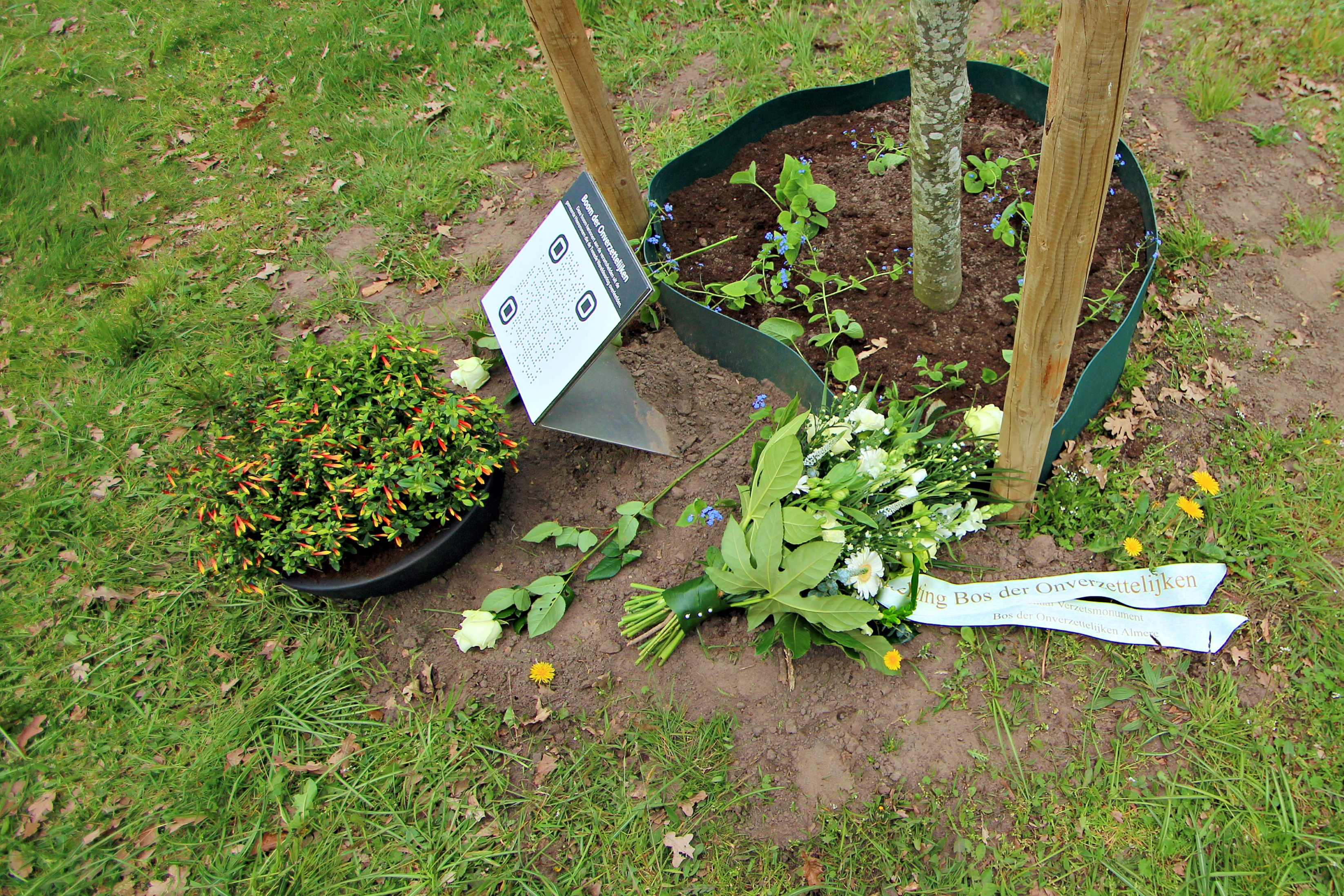 Boom der onverzettelijken 8